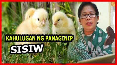 sisiw in english|SISIW Meaning in English .